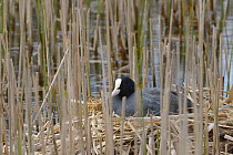 Coot (Fulica atra) incubating eggs on a nest hidden among reeds in a pond, Wiltshire, UK, May.