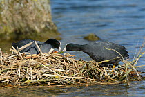 Coot (Fulica atra) passing some pond weed to its mate on the nest to feed to their young, as one of the chick reaches up for it, Gloucestershire, UK, May.