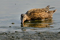Female Gadwall (Anas strepera) duck dabbling in shallow water around a lake edge, Gloucestershire, UK, May.