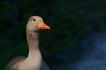 Greylag goose (Anser anser) head portrait in evening light, Gloucestershire, UK, May.