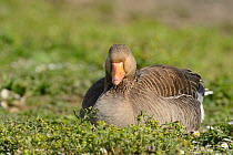 Greylag goose (Anser anser) sleeping on grassy, flower-carpeted margin of a lake in late afternoon spring sunshine, Gloucestershire, UK, May.