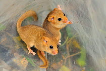 Two young Common / Hazel dormice (Muscardinus avellanarius), captured during a survey in coppiced woodland near Bristol, being held temporarily in a plastic sack, Somerset, UK, October. Non-ex. Winner...