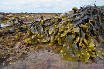 Bladder wrack (Fucus vesiculosus) with many air bladders growing low on a rocky shore, Lyme Regis, Dorset, UK, May.