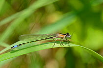 Female Blue tailed damselfy (Ischnura elegans f. rufescens), rufescens form with salmon coloured thorax, resting on a grass blade near a pond, Wiltshire, UK, June.