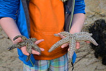 Two Spiny starfish (Marthasterias glacialis) found in a rockpool at low tide, held in a boy's hands, Cornwall, UK, April. Model released.