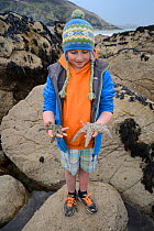Boy holding a Spiny starfish (Marthasterias glacialis) found in a rockpool at low tide, Cornwall, UK, April. Model released.