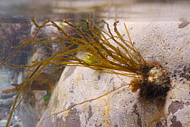 An epizoic brown alga (Scytosiphon lomentaria) growing on a Common Limpet (Patella vulgata) in a rockpool, Polzeath, Cornwall, UK, April.