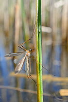 Male Cranefly (Tipula sp.) clinging to a reed stem in a freshwater pond, Wiltshire, UK, May.