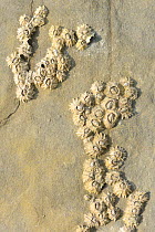 Group of Montagu's stellate barnacles (Chthamalus montagui) attached to rocks on seashore, Kimmeridge, Dorset, UK, UK, March.