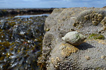 Dog whelk (Nucella lapillus), a predator of barnacles, on rocks encrusted with Common barnacles / Northern rock barnacles (Semibalanus balanoides) exposed at low tide, with seaweed, a rock pool and th...