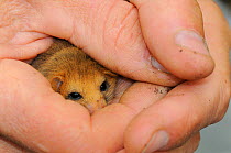 Adult Common / Hazel dormouse (Muscardinus avellanarius), held gently in human hands during a survey in coppiced woodland near Bristol, Somerset, UK, October. Model released. Non-ex.