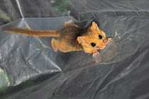 Young Common / Hazel dormouse (Muscardinus avellanarius) captured during a survey by Backwell Enviroment Trust in coppiced woodland near Bristol, being held temporarily in a plastic sack, Somerset, UK...