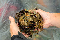 Nest of Common / Hazel dormouse (Muscardinus avellanarius) temporarily removed from nest box, held in hands during a survey by Backwell Enviroment Trust in coppiced woodland near Bristol, Somerset, UK...