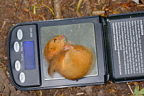 Torpid Common / Hazel dormouse (Muscardinus avellanarius) sleeping while being weighed during a survey by Backwell Enviroment Trust in coppiced woodland near Bristol, Somerset, UK, June. Winner of the...
