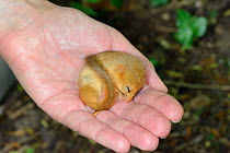 Torpid Common / Hazel dormouse (Muscardinus avellanarius) sleeping while held in human hand during a survey by Backwell Enviroment Trust in coppiced woodland near Bristol, Somerset, UK, June. Model re...