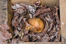 Torpid Common / Hazel dormouse (Muscardinus avellanarius) sleeping in a Dormouse nestbox set out by Backwell Enviroment Trust in coppiced woodland near Bristol, Somerset, UK, June. Winner of the Docum...