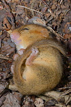 Torpid Common / Hazel dormouse (Muscardinus avellanarius) found sleeping in a Dormouse nestbox set out by Backwell Enviroment Trust in coppiced woodland near Bristol, Somerset, UK, June.