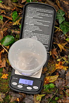 Common / Hazel dormouse (Muscardinus avellanarius) being weighed in a plastic pot on a mini balance during a survey by Backwell Enviroment Trust in coppiced woodland near Bristol, Somerset, UK, Octobe...