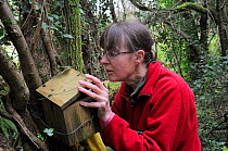 Mammalogist Gill Brown of Backwell Enviroment Trust finding a Common / Hazel dormouse (Muscardinus avellanarius) in a nest box in coppiced woodland near Bristol, Somerset, UK, October. Model released.