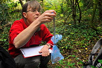 Mammalogist Gill Brown of Backwell Enviroment Trust using a spring balance to weigh a Common / Hazel dormouse (Muscardinus avellanarius) held in a plastic bag during a survey in coppiced woodland near...