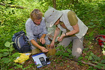 Ian Chambers and Gill Brown of Backwell Environment Trust returning a torpid Common / Hazel dormouse (Muscardinus avellanarius) to its nestbox after weighing it during a survey in coppiced woodland ne...