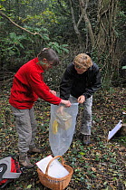 Ian Chambers of Backwell Enviroment Trust lowering a nestbox containing a Common / Hazel dormouse (Muscardinus avellanarius) into a plastic sack held by Gill Brown, before taking measurements, in copp...