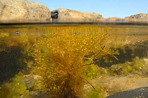 Split level view of Japanese wireweed (Sargassum muticum), an invasive species from the western Pacific spreading in Europe and the UK, buoyed up by air bladders in a rockpool, Kimmeridge, Dorset, UK,...