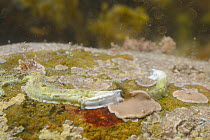 Keelworm (Pomatoceros lamarcki) with filter feeding tentacles visible at the mouth of its tube, attached to boulder in a rockpool, Lyme Regis, Dorset, UK, May.