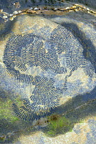Patterns left by Common limpets (Patella vulgata) grazing on alga covered rocks with their scraping radulas, Kimmeridge, Dorset, UK, March.