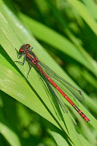 Large red damselfly (Pyrrhosoma nymphula) resting on a grass blade near a pond, Wiltshire, UK, June.