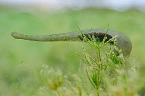 Duck Leech (Theromyzon tessulatum) waiting and ready to crawl up the nostrils of a duck to suck blood from its respiratory tracts, reaching out from a Delicate stonewort (Chara virgata) alga in a shal...