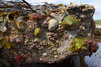 Common limpets (Patella vulgata) and Acorn barnacles (Balanus perforatus) attached to rocks exposed at low tide, Lyme Regis, Dorset, UK, April.