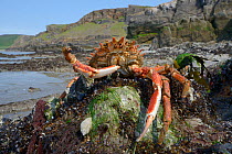 Male Common spider crab (Maja brachydactyla / Maja squinado) in defensive posture exposed on rocky shore on a very low spring tide, Rhossili, The Gower Peninsula, UK, June.