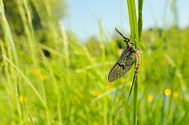 Green drake mayfly (Ephemera danica), newly emerged on a riverside grass stem, Wiltshire, UK, May.