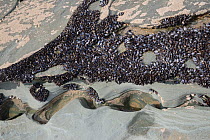 Common mussels (Mytilus edulis) dense colony attached to rocks exposed at low tide, Trebarwith strand, Cornwall, UK, April.