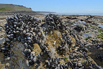 Common mussels (Mytilus edulis), Dog Whelks (Nucella lapillus) and Common barnacles (Semibalanus balanoides) attached to rocks exposed at low tide, Rhossili, The Gower peninsula, Wales, UK, June.