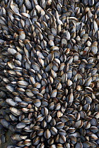 Common mussels (Mytilus edulis) dense colony attached to rocks exposed at low tide, Trebarwith strand, Cornwall, UK, April.