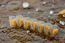 Seven Netted dog whelk (Nassarius retuculata) egg cases attached to a rock exposed at low tide, Lyme Regis, Dorset, UK, May