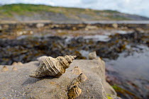 European oyster drill / Sting winkle (Ocenebra erinacea) a pest of oyster beds, on rocks low on the shore alongside Acorn barnacles (Balanus perforatus) exposed at low tide, with seaweed, rock pools a...