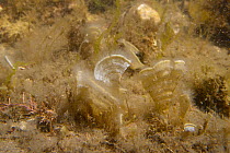 Peacock's tail (Padina pavonica) a rare seaweed in the UK found on southern shores, in a rockpool, Kimmeridge, Dorset, UK, July.