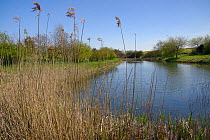 Freshwater pond, fringed with Common reeds (Phragmites australis), Wiltshire, UK, May.