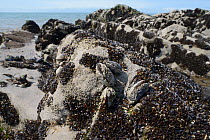 Recenty settled young Common mussels (Mytilus edulis) alongside barnacle encrusted adults on rocks exposed on a rocky shore at low tide, Rhossili, The Gower Peninsula, UK, June.