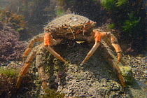 Female Common spider crab (Maja brachydactyla / Maja squinado) standing on a boulder in a rockpool low on the shore, Rhossili, The Gower Peninsula, UK, June.