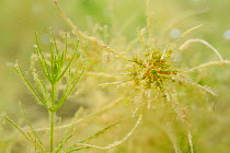 Delicate stonewort (Chara virgata) on the left without sporangia and on the right with sporangia. Red (male) antheridia and brown, flask shaped (female) archegonia, Marlborough Downs, Wiltshire, UK, S...