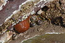 Strawberry anemone (Actinia fragracea) and Flat top shells (Gibbula umbilicalis) attached to rocks exposed at low tide, Cornwall, UK, April.