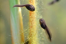 Week old Common frog tadpoles (Rana temporaria) feeding on green algae attached to a reed stem in a freshwater pond, Wiltshire, UK, May.
