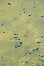 Week old Common frog tadpoles (Rana temporaria) swimming in a freshwater pond, Wiltshire, UK, June.