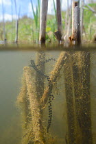 Split level view of Common European toad spawn (Bufo bufo) strings wrapped around reed stems in a freshwater pond, Wiltshire, UK, May.