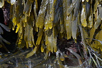 Toothed wrack (Fucus serratus) on rocks exposed at low tide and submerged in a rockpool, Lyme Regis, Dorset, UK, May.