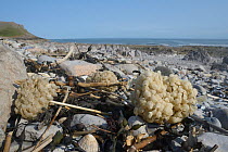 Egg masses of Common whelk (Buccinum undatum) washed up on high water mark alongside dried out Bladder wrack fronds (Fucus vesiculosus), Rhossili, The Gower peninsula, Wales, UK, June.